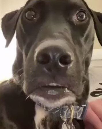 susu_lines's tweet photo. @aenovaaa Wtf????? Disgusting for the dog https://t.co/rjB3WyPygd