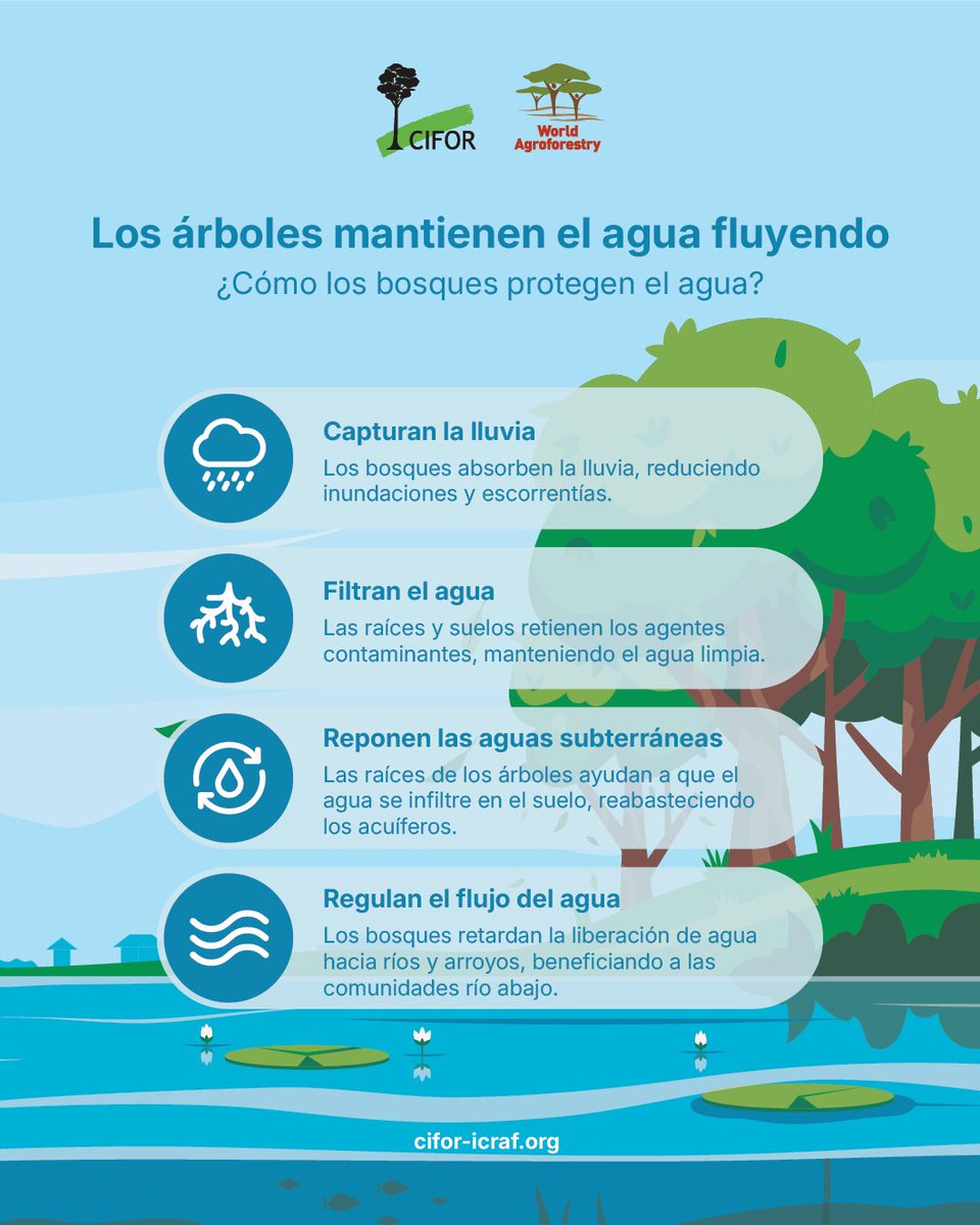 🌳💧 Los bosques son filtros naturales que mantienen el agua fluyendo y limpia. Pero solo 1 de cada 4 se gestiona con enfoque hídrico.

Ante el cambio climático, urge restaurar el vínculo entre árboles, agua y personas mediante manejo sostenible y agroforestería.