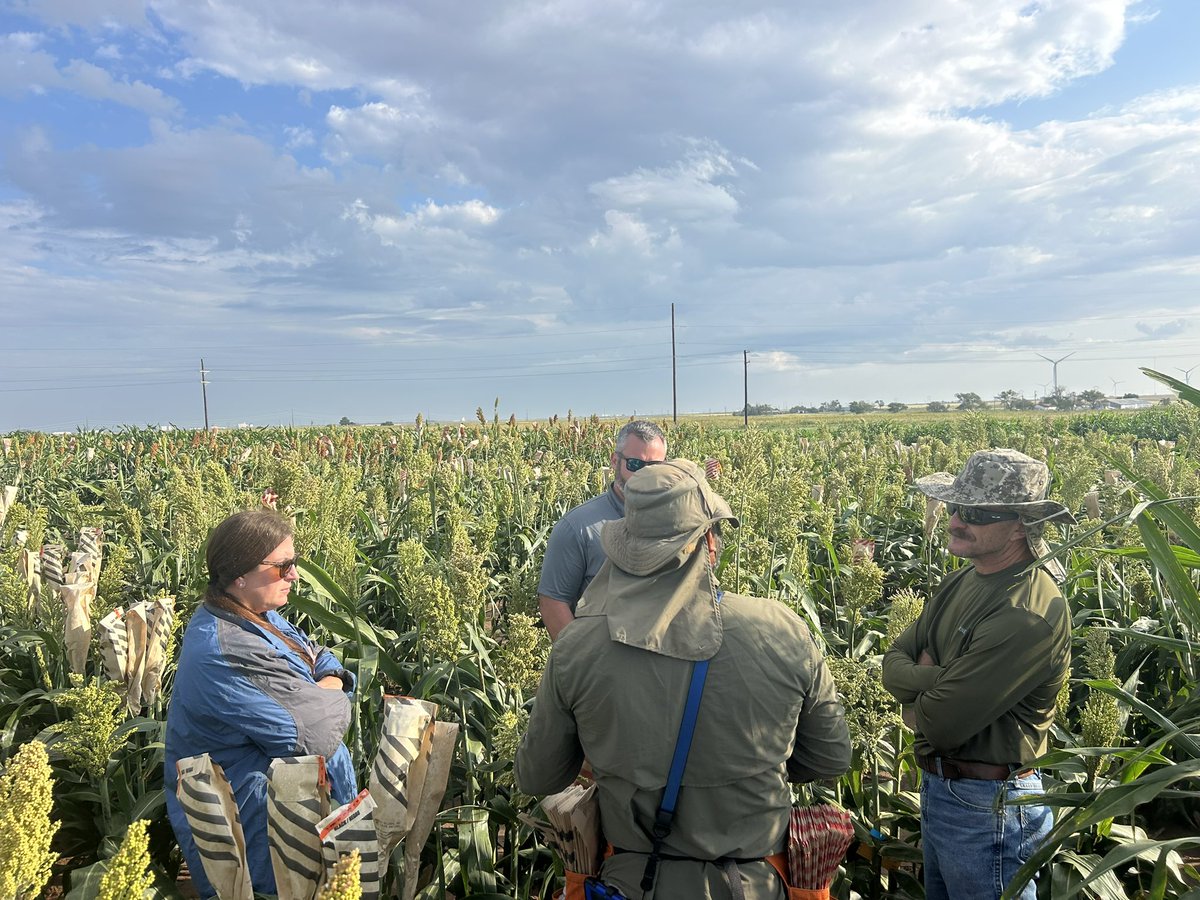 A little sorghum breeding 101 today.