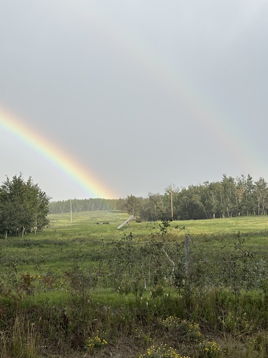 I mean, if you wanted an omen that Angus were a superior breed of cattle look no further