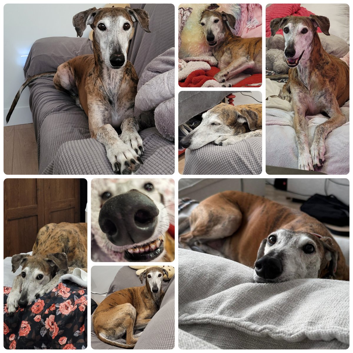 MsSophySticated's tweet image. Happy 9th Birthday to my Big Boy, Murphy! You've been through so much, and I am so proud of the doggy you've become. You're fighting this cancer hard daily, and I hope you get to stay with me for a long time ❤I love you, Murphyphy!❤ #rescue #cancer #galgo #greyhound #birthday