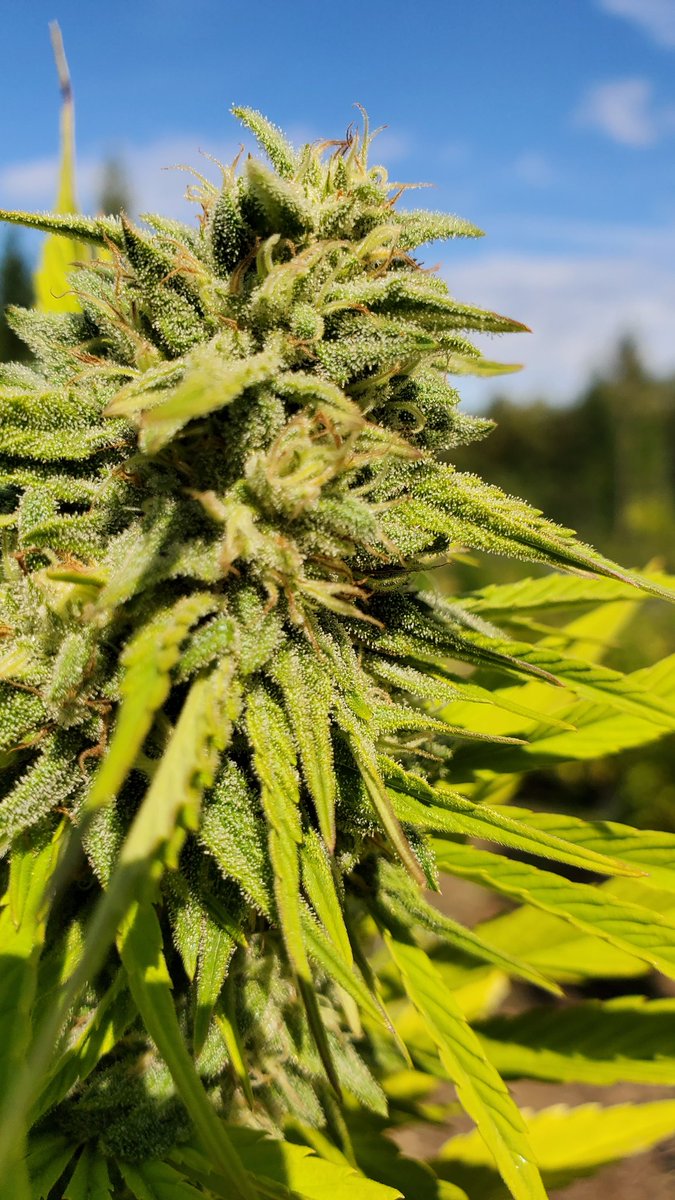 Coastal Cannabis <a href="/WeatherdIslands/">Weathered Islands Craft Cannabis</a>