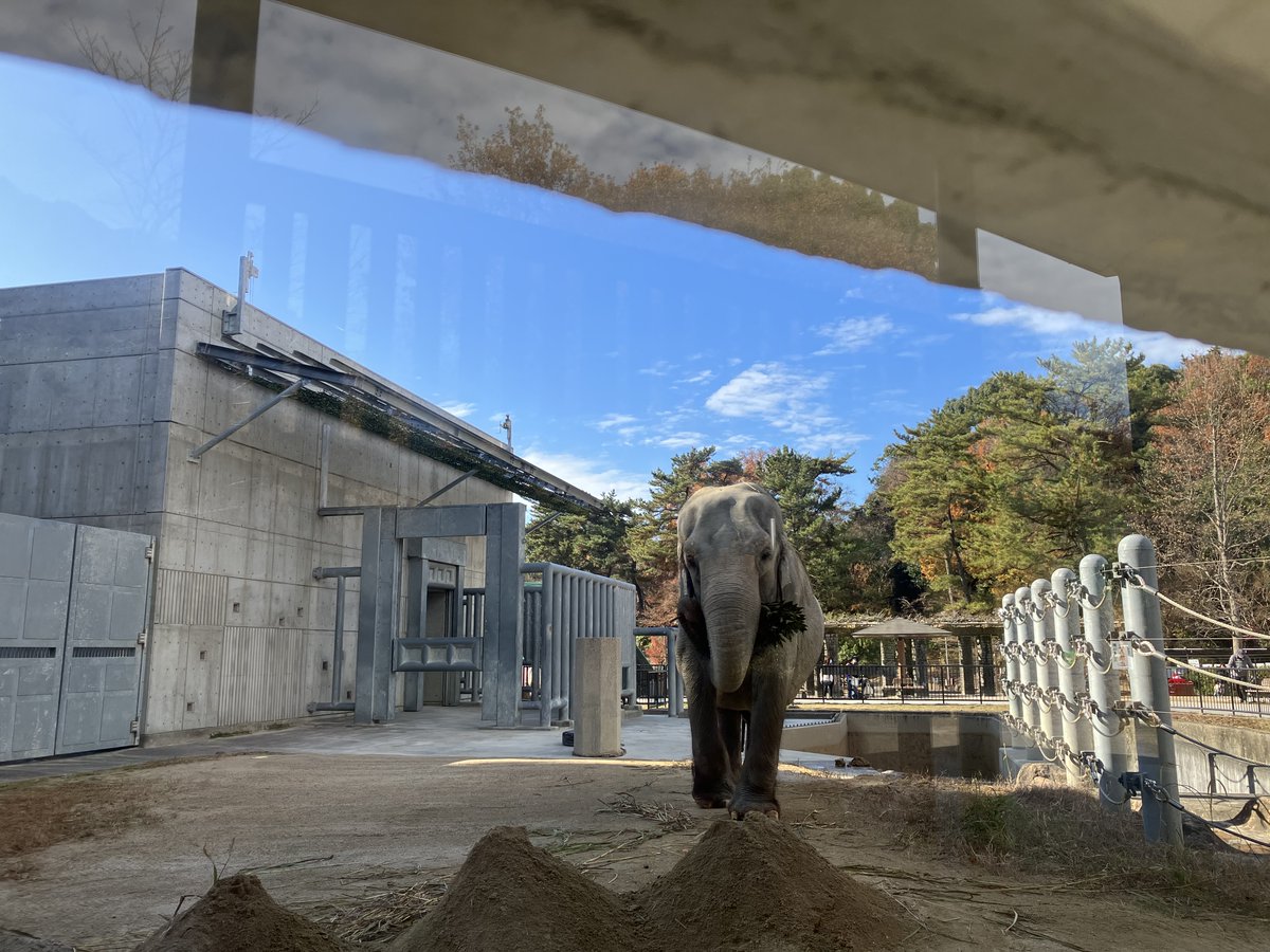 米津パンダさち子(米津さち子) tweet media