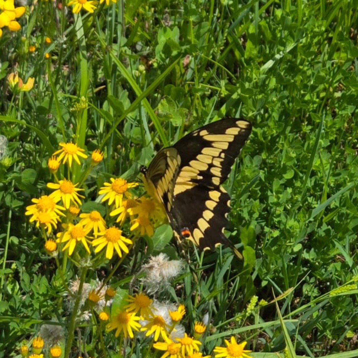Giant Swallowtails—North America’s largest butterflies—weren’t seen at #CharlestonLake until the 2010s, when hurricane winds pushed them north.
Now they’re a staple found in the park near flowers! 🌼
#OntarioParks #WildlifeWednesday #GiantSwallowtails #Nature