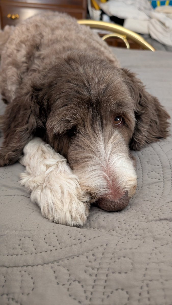 The hopeful eyes of doodle who wants to eat cotton candy... My hoomum is tooo mean to share
