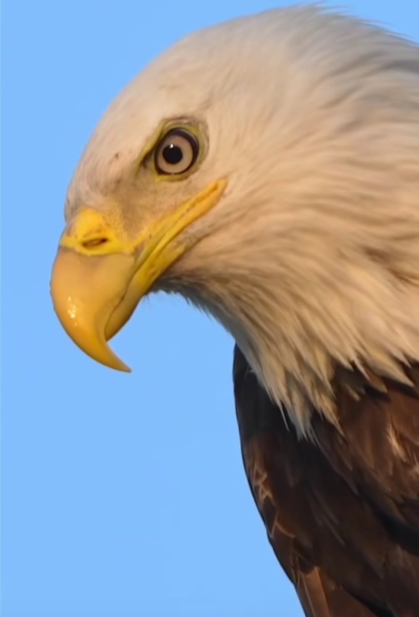 Quem pensam que é para desafiaram o imperador Alexerxes. 
A aguia vai perder as garras se ficar desafiando os senhores Supremos esquerdopatas do Brazil.