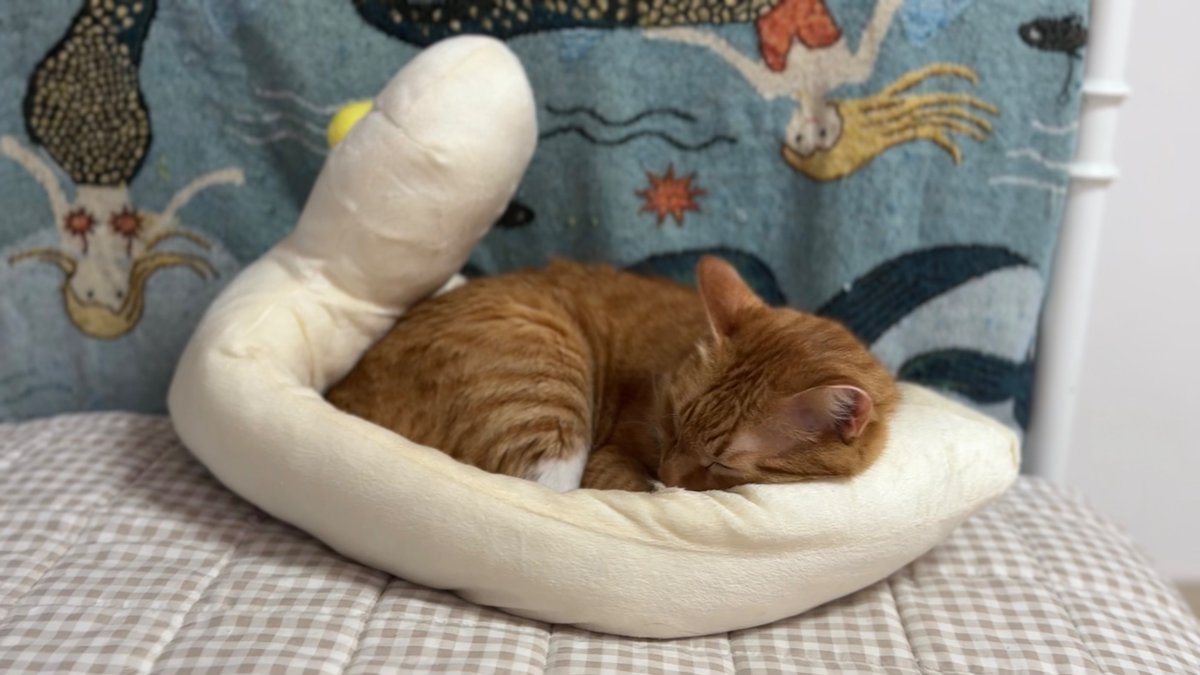 왕크왕귀 데리다 군도 오리배에 충분히 승선 가능합니다. (오리배 사이즈로 고민하시는 집사님들을 위한 정보 공유)