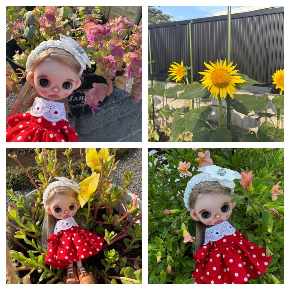 今日も暑い💦💦💦
熱中症に気をつけましょうね😃😃

#おはようございます　#夏の花　#プチブライス