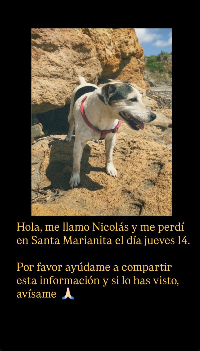 ⚠️ Atención gente de #Manta #SantaMarianita se perdió mi perrito el día jueves 14, es un Jack Russell Terrier y se  llama Nicolás Antonio.
Por favor, ayúdame a compartir esta información. 
Gracias