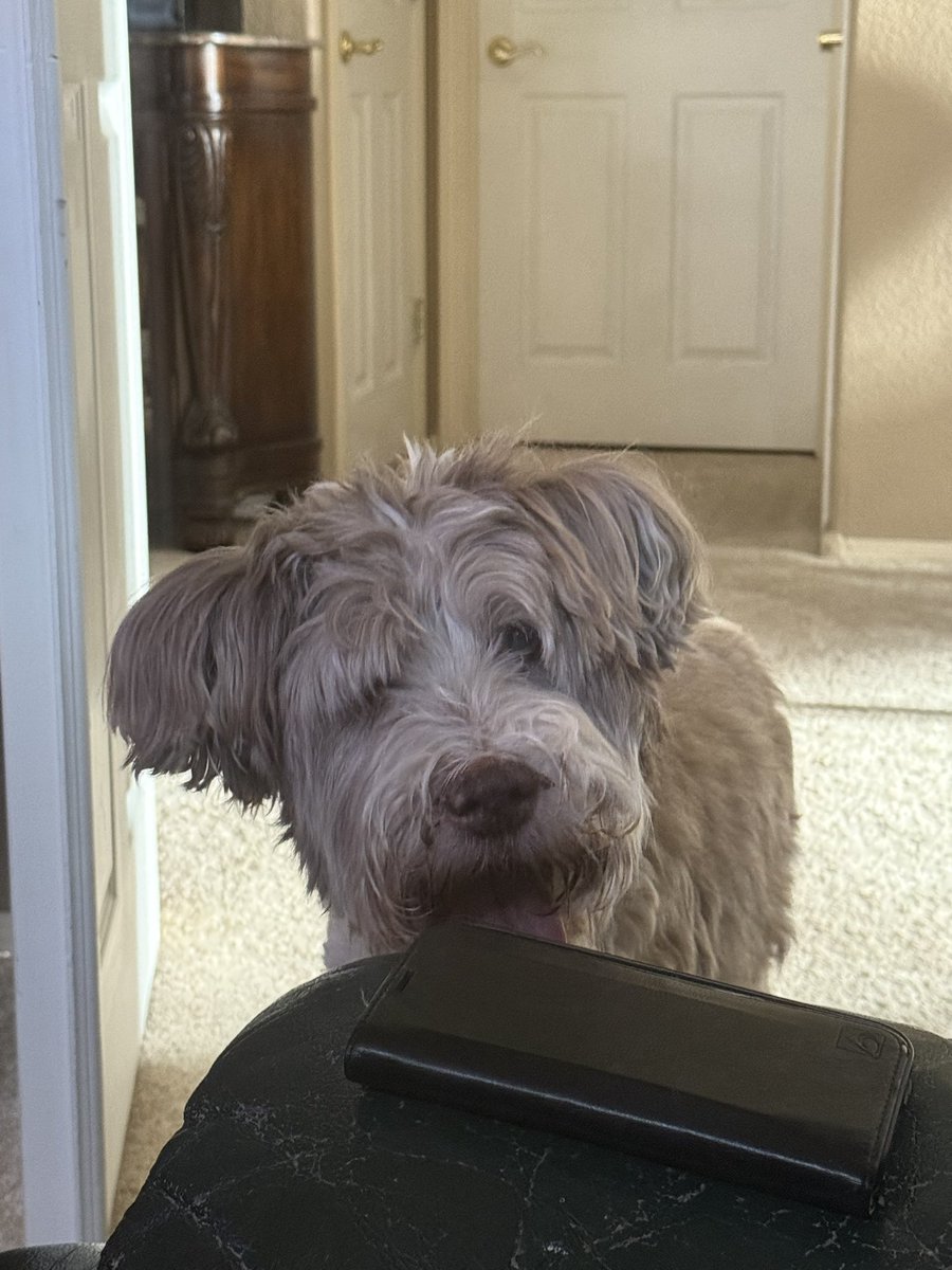 aprilbrucker's tweet photo. This is Goldie aka my fur baby. Yes, I am a mommy to a rescue dog who is a melodramatic diva that fears having her picture taken, an irascible rascal, a charming hustler, but most importantly, a loyal buddy with a rapscallion’s heart. ♥️ #dogs #rescuedogs #rescuedogsofinsta https://t.co/lRlbOJnz1c