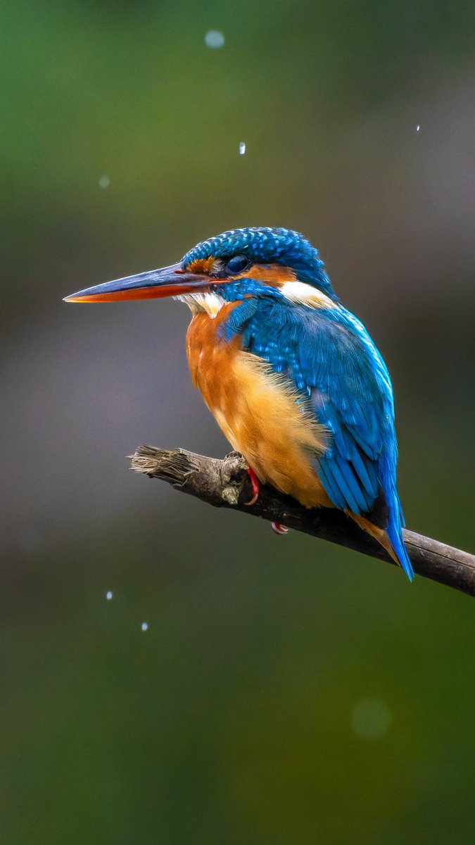 After a long wait for rain and for a fresh theme from #indiAves caught this #CommonKingfisher soaking in the gentle monsoon drizzle. #MonsoonBirds