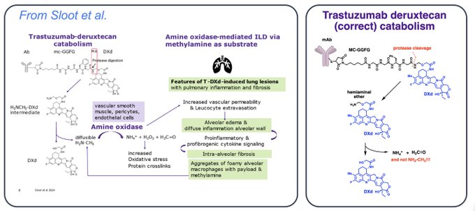 Raffaele Colombo Challenges Proposed Mechanism of ILD in DXd-Based ADCs 11 Image