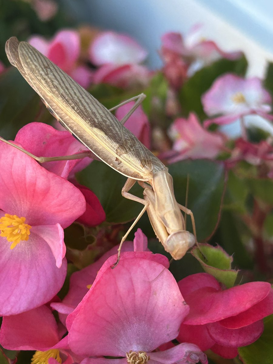 Praying mantis in my flower garden it’s been at my house for 5 days now