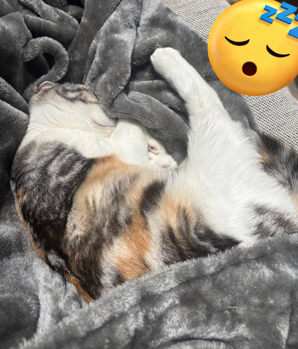 おねむりちむ😴(冬のときです)
#スコティッシュフォールド #猫のいる暮らし𓏲𓎨 #猫のいるしあわせ #猫好きさんと繫がりたい