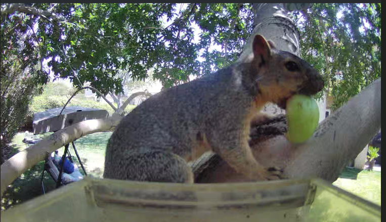 "FINE! 
If you don't put seed in the feeder, I'll just bring my own, thank you very much!!! Put some food in the dang feeder, dude! BTW---CHEESE!!!" 
Mr. Squirrel. 
#HeReallyWantsHisFood