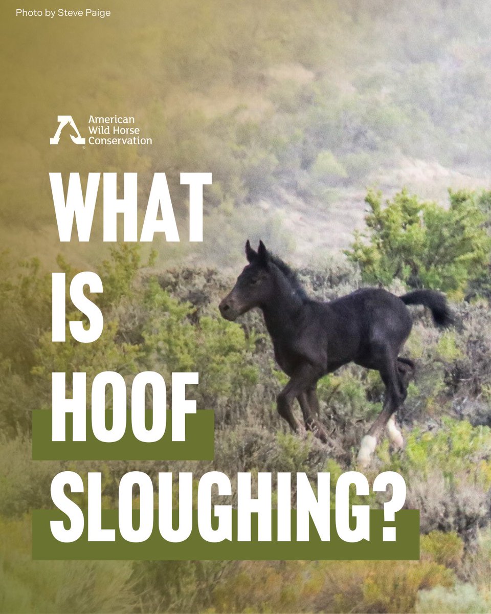 FreeWildHorses's tweet photo. 🚨 Foals are extremely vulnerable to the many dangers that helicopter roundups pose, and hoof sloughing is yet another horrific reality these babies face. 🚁 #StoptheRoundups #HaltTheHelicopters #KeepWildHorsesWild https://t.co/CtvuIyDgOy