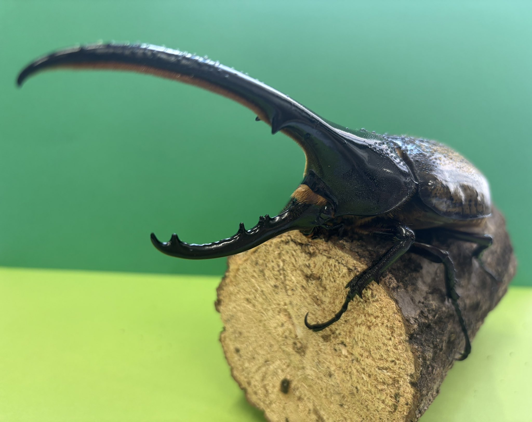 【1ペア】ツマベニチョウ（アンダマン島） ツマベニチョウ （ペア・アンダマン島）