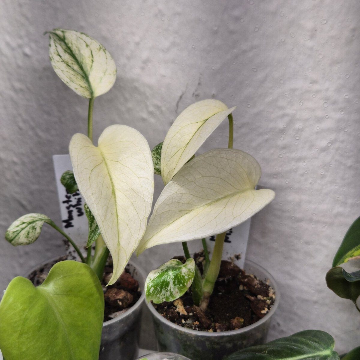 whiterabbiit_'s tweet photo. I love being a plant foo tbh https://t.co/K34P69ZS1h