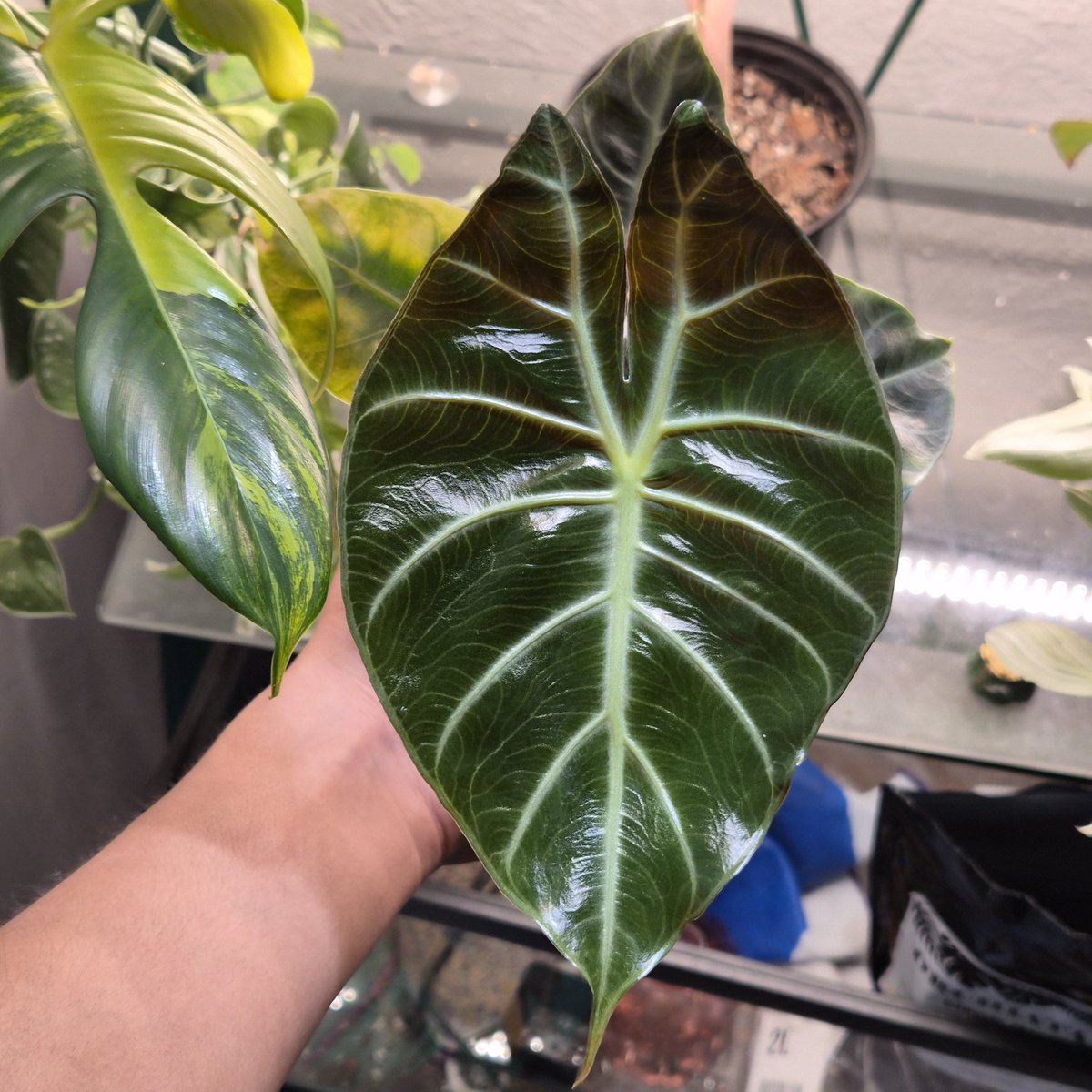 whiterabbiit_'s tweet photo. I love being a plant foo tbh https://t.co/K34P69ZS1h