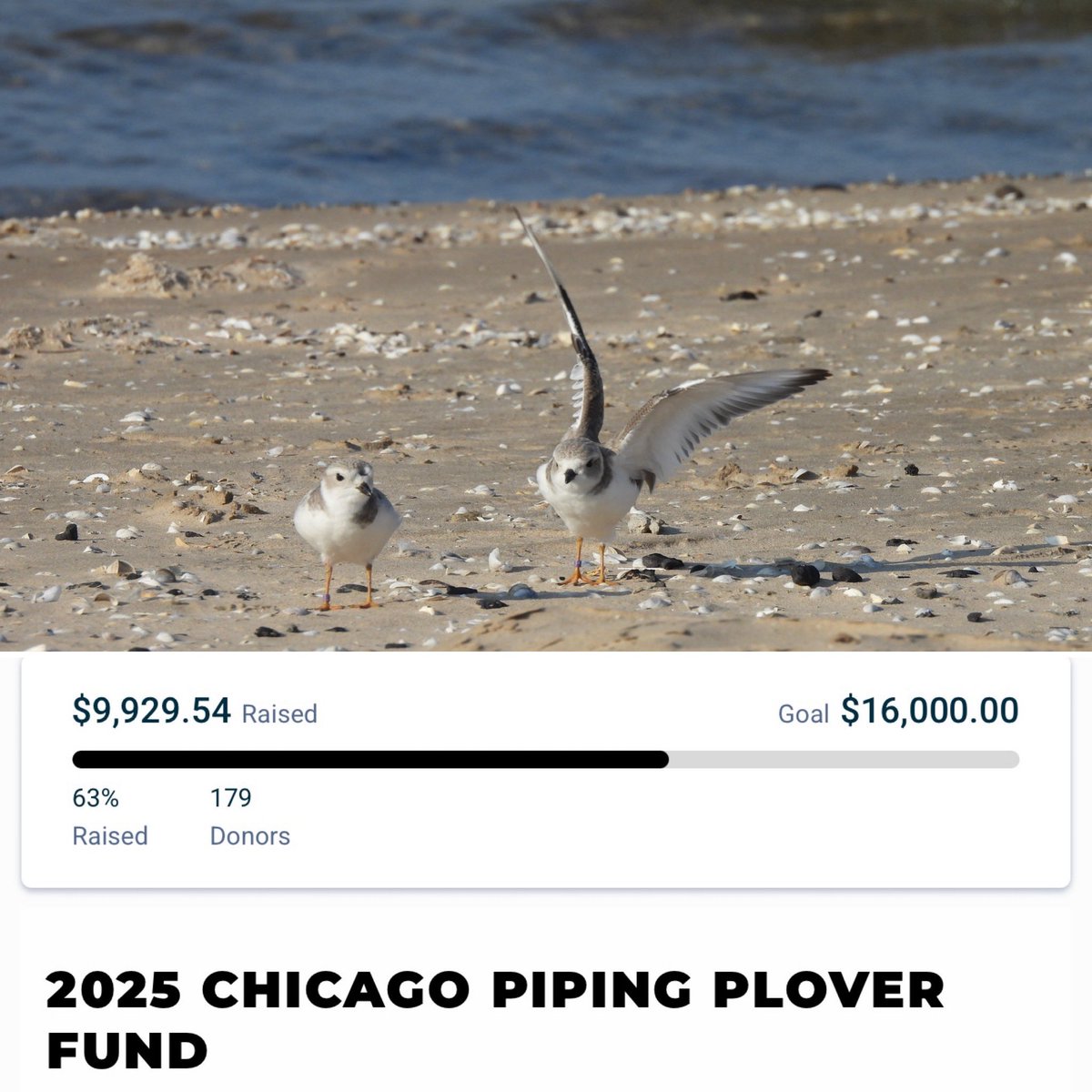 ChicagoPiping's tweet image. We are 241 days out from the 2026 nesting season and are at 63% of our fundraising goal. Thank you for your support! The thought of a second nest in Chicago is palpable and we have much prep to do whilst our beloved plovers are on wintering grounds. 1/2