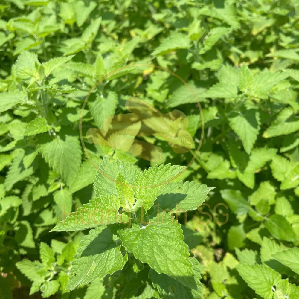 coffeechewHL's tweet image. Looking for a simple yet effective way to keep your cat playful and relaxed? Our Catnip Powder is made from carefully selected catnip leaves and flowers, finely ground to preserve the maximum aroma and potency.
#CatnipForCats #NaturalCatnip #OrganicCatnip #CatToys
