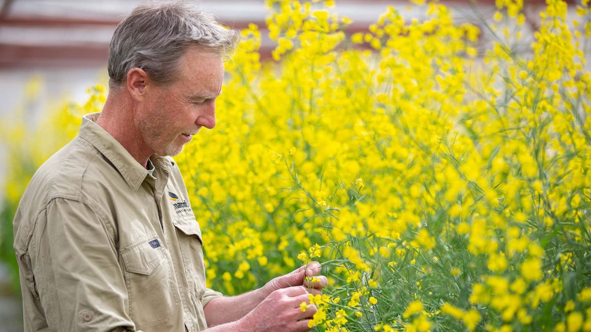 😟 The increasing use of precautionary fungicide applications in Australian canola is cause for concern.

What may seem like cheap insurance could be a longer-term risk to canola production.

Weigh the pros/cons of fungicide use &amp; follow the #AFREN Fungicide Resistance 5