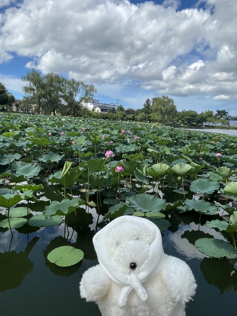ハスの花綺麗だね🪷
