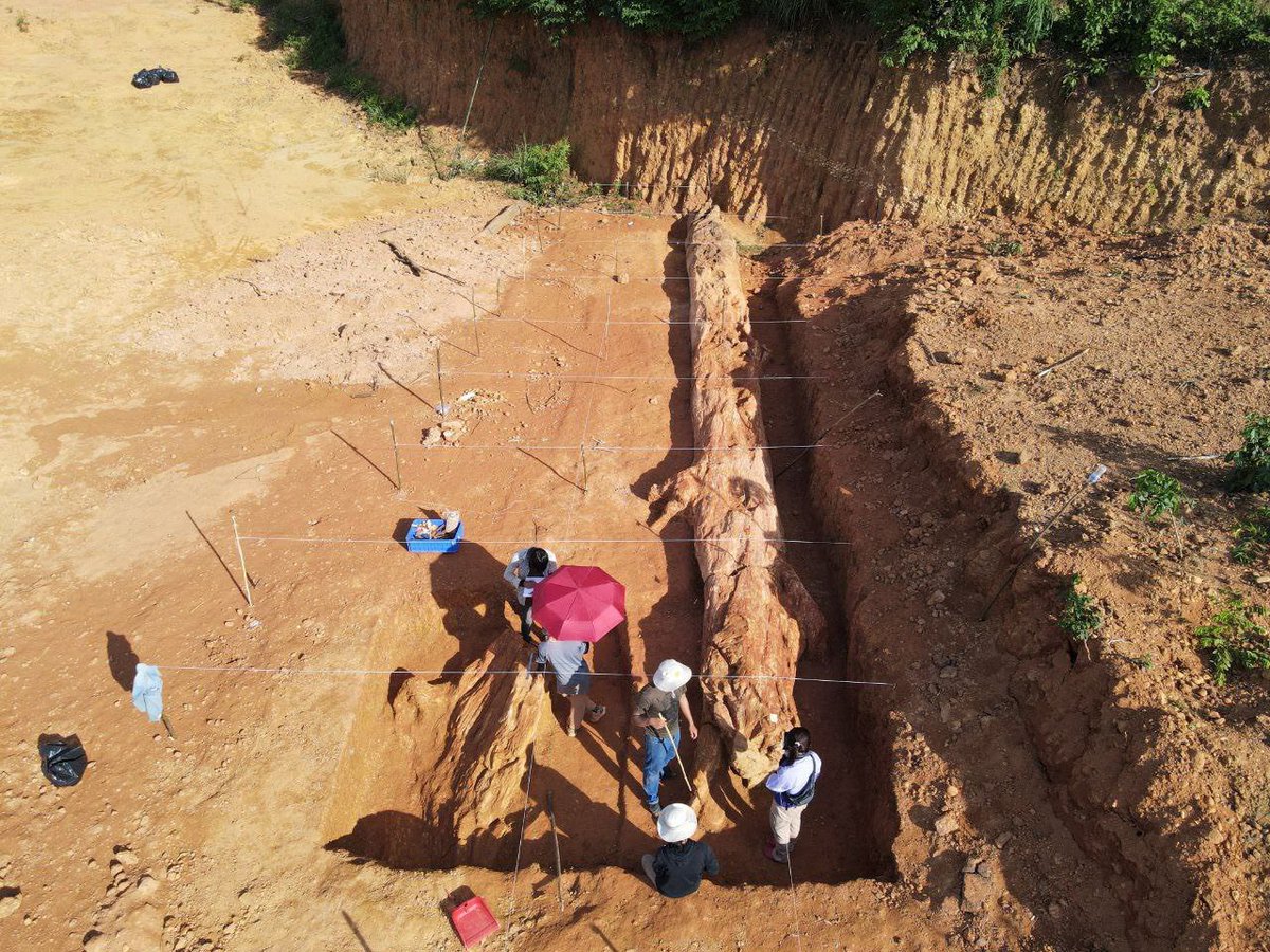 Mech Dara (@mechdara1) on Twitter photo Archaeologists have uncovered a massive tree fossil in Stung Treng province, believed to be between 100,000 and two million years old, offering a rare glimpse into Cambodia’s prehistoric landscape and a potential new site for community-based tourism. <a href="/TTNEnglish/">Cambodianess</a> Archaeologists have uncovered a massive tree fossil in Stung Treng province, believed to be between 100,000 and two million years old, offering a rare glimpse into Cambodia’s prehistoric landscape and a potential new site for community-based tourism. <a href="/TTNEnglish/">Cambodianess</a>