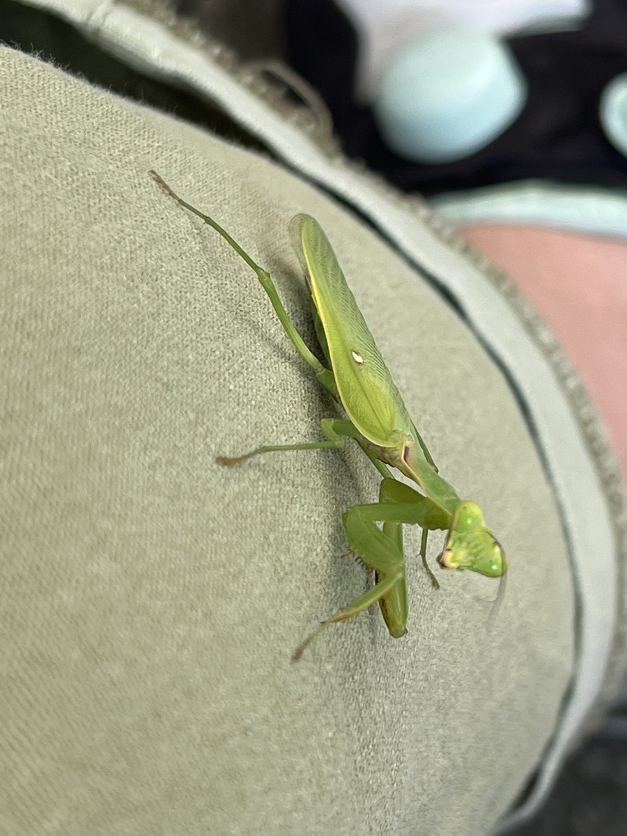 今自分の脚に飛んできたカマキリ

葉っぱみたいな色したパンツ履いてるもんね