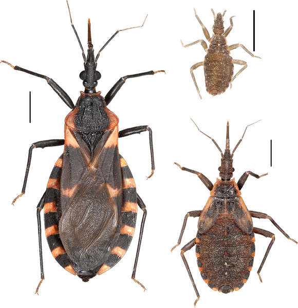 CoalicionChagas's tweet photo. Scientists 🧑‍🔬 support the inclusion of the United States as an endemic country for #Chagasdisease

Recognition of this condition could strengthen the resources dedicated to addressing this neglected disease in the country

👉 https://t.co/tzUtsTSiCN

#BeatNTDs #NTDs #Chagas #USA https://t.co/X0TaKxgE4R