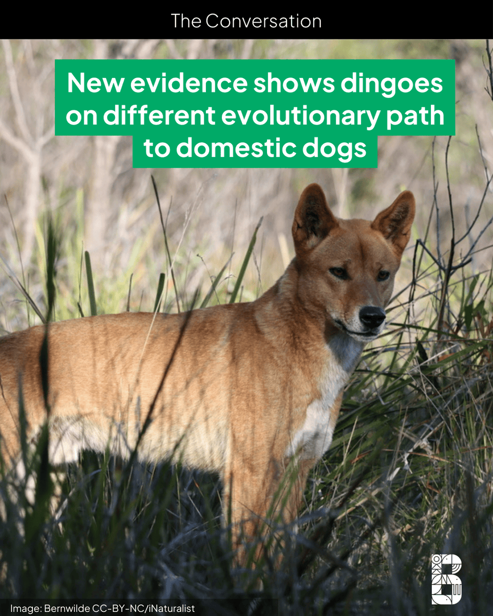 Biodivcouncil's tweet photo. New research shows that based on genetic, behavioural, ecological and archaeological evidence, dingoes are distinct from domestic dogs, including South-East Asian village dogs, which look superficially similar. 

Read more on The Conversation from Kylie Cairns, Bradley Smith, Euan Ritchie and Thomas Newsome.
https://t.co/zfSC13spEc

@