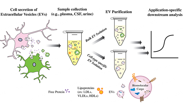 VesiclesAcids's tweet photo. 🚀Mini Review | Open Access
📚Title:Advances in extracellular vesicle isolation methods: a path towards cell-type specific #EV isolation
👨🔬Authors:Dr. Adnan Shami-shah, Dr. Benjamin G Travis and Prof. David R. Walt
👉Read more: https://t.co/bH7K2mnyNO
#Exosomes #EVisolation https://t.co/0rUvPioqM3