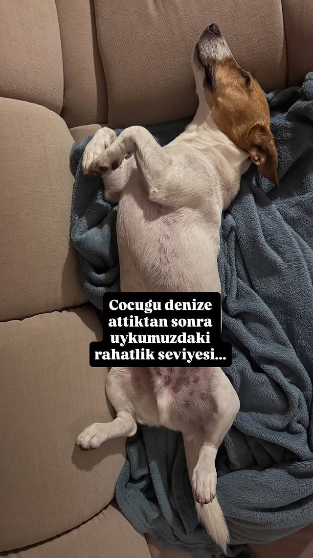 Başıboş Köpek Sorunu - Stray Dog Problem (@kopeksorunu) on Twitter photo Bu da 2nci video sayın <a href="/AliYerlikaya/">Ali Yerlikaya</a> <a href="/TC_icisleri/">T.C. İçişleri Bakanlığı</a> <a href="/RTErdogan/">Recep Tayyip Erdoğan</a> <a href="/tcbestepe/">T.C. Cumhurbaşkanlığı</a>,
Şeytan ayrıntıda gizlidir!
"... denize attıktan sonra..."
"Çocuk denize düştükten sonra" demiyor!
Denize attıktan sonra diyor hem de büyük bir keyifle!
Bilinç altında bir çocuk düşmanlığının Bu da 2nci video sayın <a href="/AliYerlikaya/">Ali Yerlikaya</a> <a href="/TC_icisleri/">T.C. İçişleri Bakanlığı</a> <a href="/RTErdogan/">Recep Tayyip Erdoğan</a> <a href="/tcbestepe/">T.C. Cumhurbaşkanlığı</a>,
Şeytan ayrıntıda gizlidir!
"... denize attıktan sonra..."
"Çocuk denize düştükten sonra" demiyor!
Denize attıktan sonra diyor hem de büyük bir keyifle!
Bilinç altında bir çocuk düşmanlığının