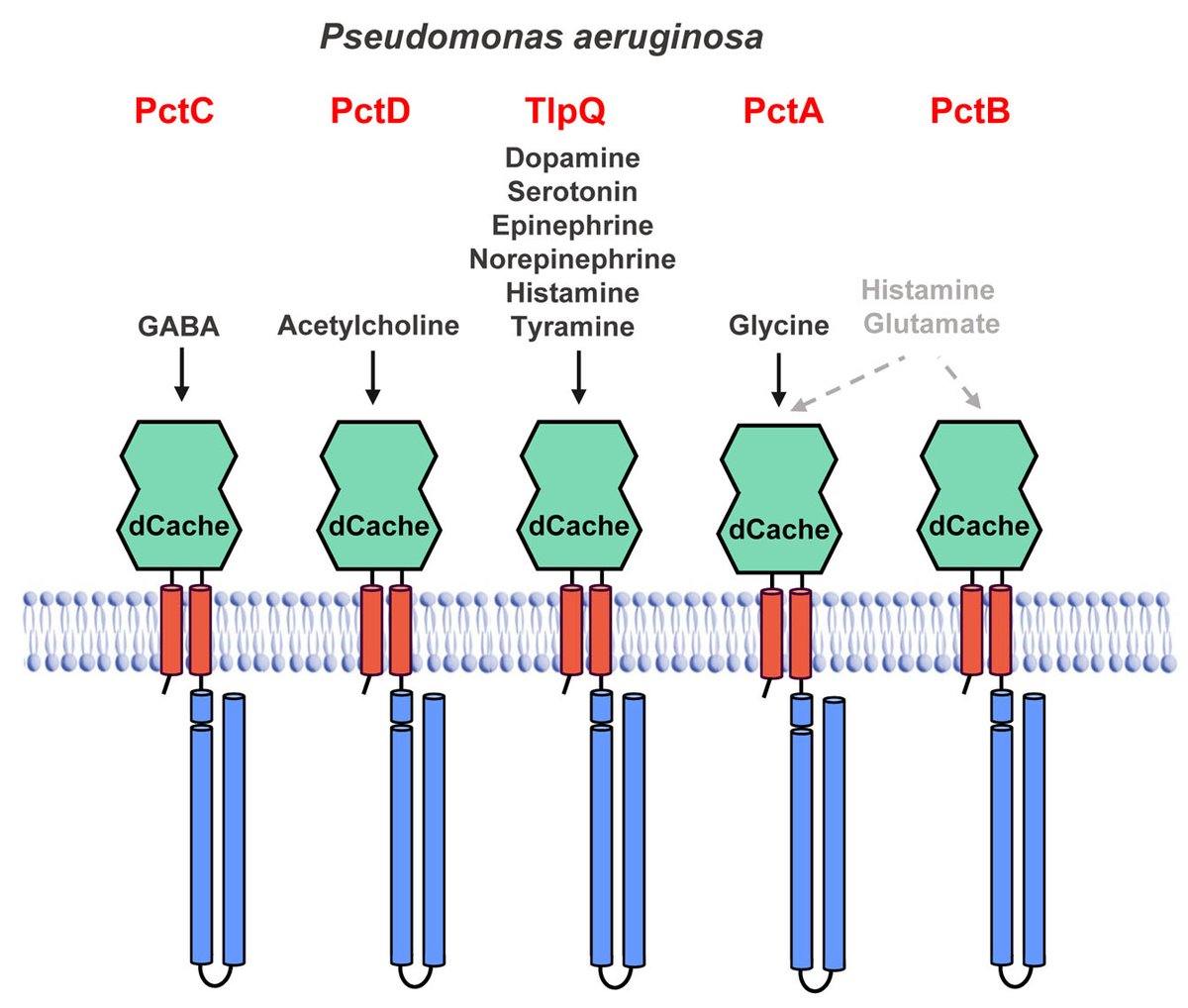 Krell Laboratory (@krelllaboratory) on Twitter photo Pseudomonas aeruginosa performs chemotaxis to all major human neurotransmitters. Now out in Microbial Biotechnology. @Eli_monteagudo <a href="/miguel_matilla/">Miguel_Matilla</a> <a href="/z_udaondo/">Zulema Udaondo</a> <a href="/Gavirius/">Jose A. Gavira -Gavi-</a> <a href="/ramoslabgranada/">juan luis ramos</a> <a href="/MicrobialBiote1/">Microbial Biotechnology (MBT)</a> <a href="/BlastMeetings/">BLAST Meetings</a> <a href="/CSIC/">CSIC</a> <a href="/SEMicrobiologia/">SEM</a> <a href="/MicroMolSEM/">Microbiología Molecular SEM</a>
…icro-journals.onlinelibrary.wiley.com/doi/10.1111/17… Pseudomonas aeruginosa performs chemotaxis to all major human neurotransmitters. Now out in Microbial Biotechnology. @Eli_monteagudo <a href="/miguel_matilla/">Miguel_Matilla</a> <a href="/z_udaondo/">Zulema Udaondo</a> <a href="/Gavirius/">Jose A. Gavira -Gavi-</a> <a href="/ramoslabgranada/">juan luis ramos</a> <a href="/MicrobialBiote1/">Microbial Biotechnology (MBT)</a> <a href="/BlastMeetings/">BLAST Meetings</a> <a href="/CSIC/">CSIC</a> <a href="/SEMicrobiologia/">SEM</a> <a href="/MicroMolSEM/">Microbiología Molecular SEM</a>
…icro-journals.onlinelibrary.wiley.com/doi/10.1111/17…