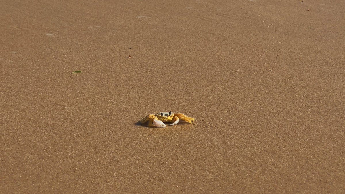 MarioffpSilva's tweet photo. Paseo por las playas de Porto de Galinhas
¡Qué buena forma de empezar el día!

#PortoDeGalinhas #Pernambuco 
#NordesteDeBrasil #VisitBrasil #Playa #Praia #Vacaciones #YoQuieroVolver 

 https://t.co/qpSiHgwcW0 https://t.co/plpRn9W76X