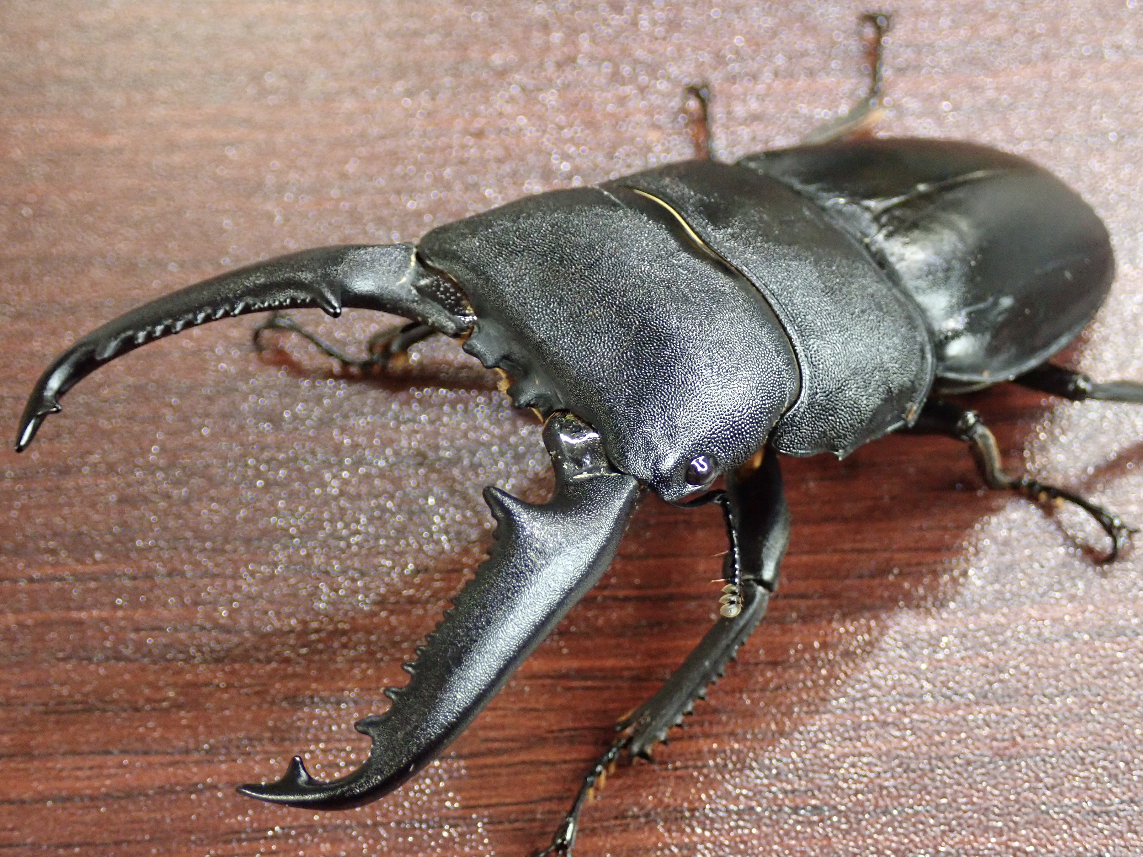 九谷焼 松田蘇川作 沢守半翠画 霊芝 御本手 茶碗 共箱 古物。