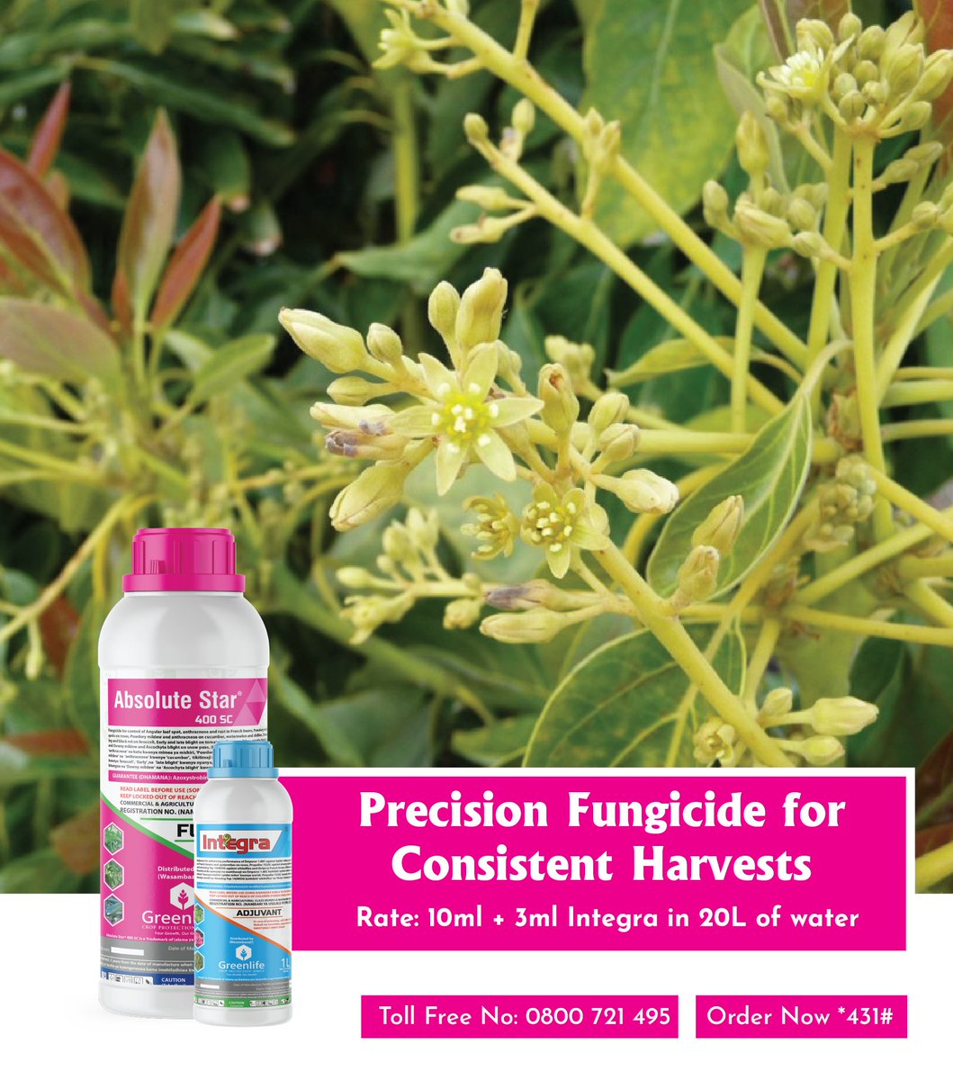 Nothing is more discouraging than watching your fruit crops lose flowers and fruits before harvest.
The main enemy? Anthracnosea devastating fungal disease that robs you of your yield.
With ABSOLUTE STAR 400SC, you have a powerful solution. Its synergistic formula works both