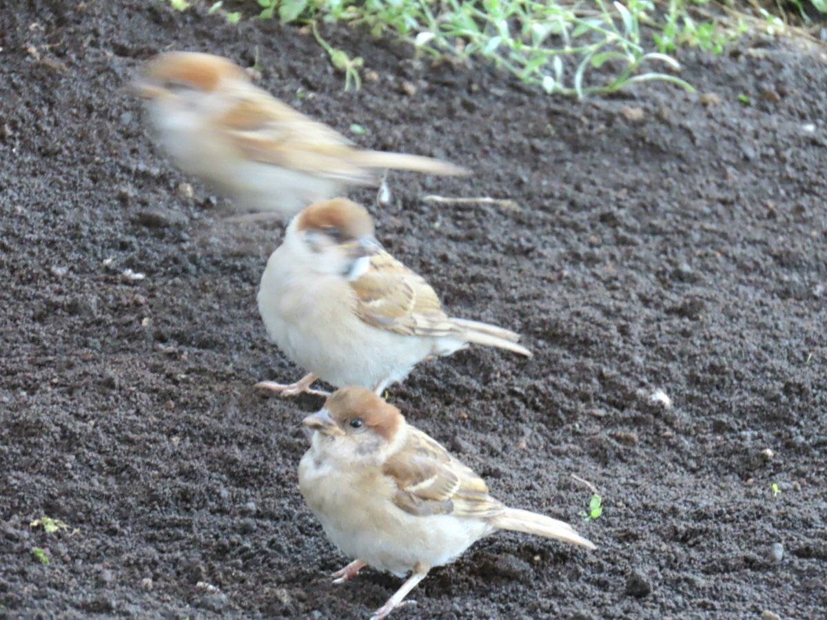 ひとり...
忍者がまぎれこんでいます🥷