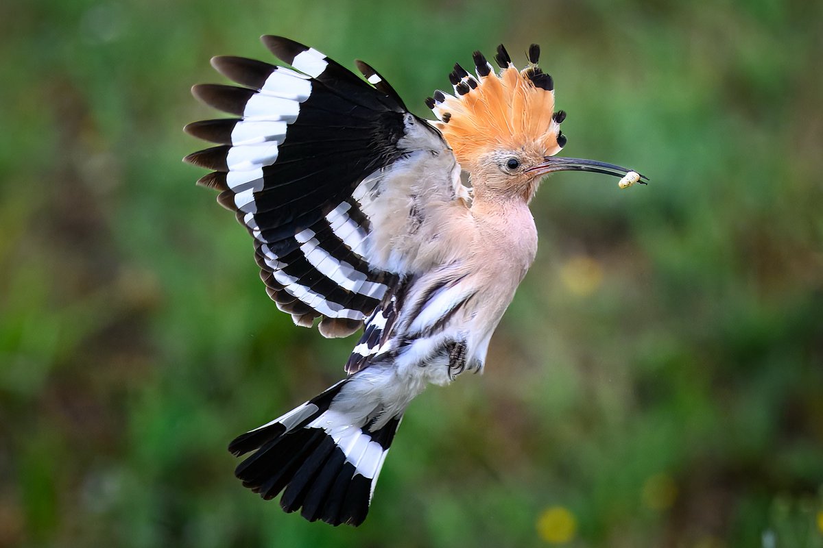 Incoming Hoopoe 😊