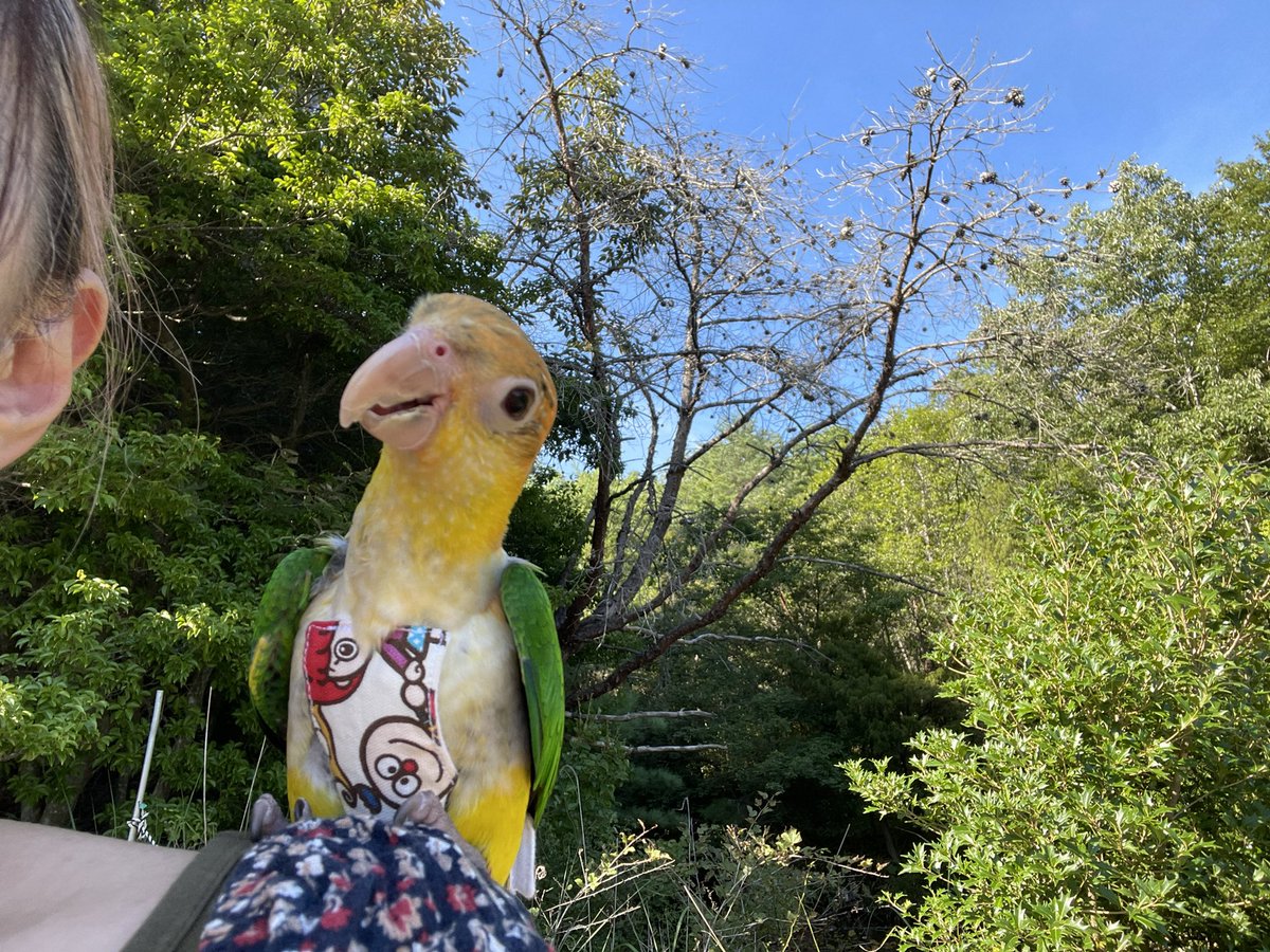 お出かけチャップ
タヌキが沢山いたよぉ
#滋賀県