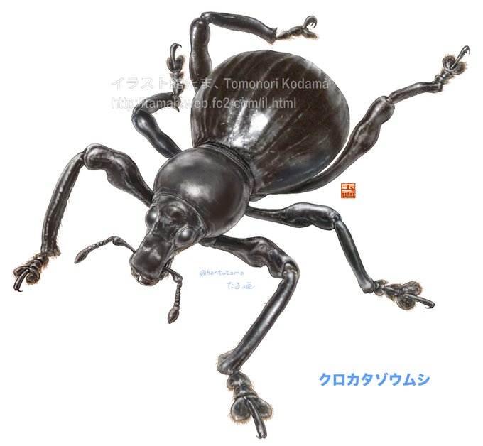 新種　極美　カタゾウムシ 先進的な撮影機器で、12の新種ゾウムシを発見 | EurekAlert!