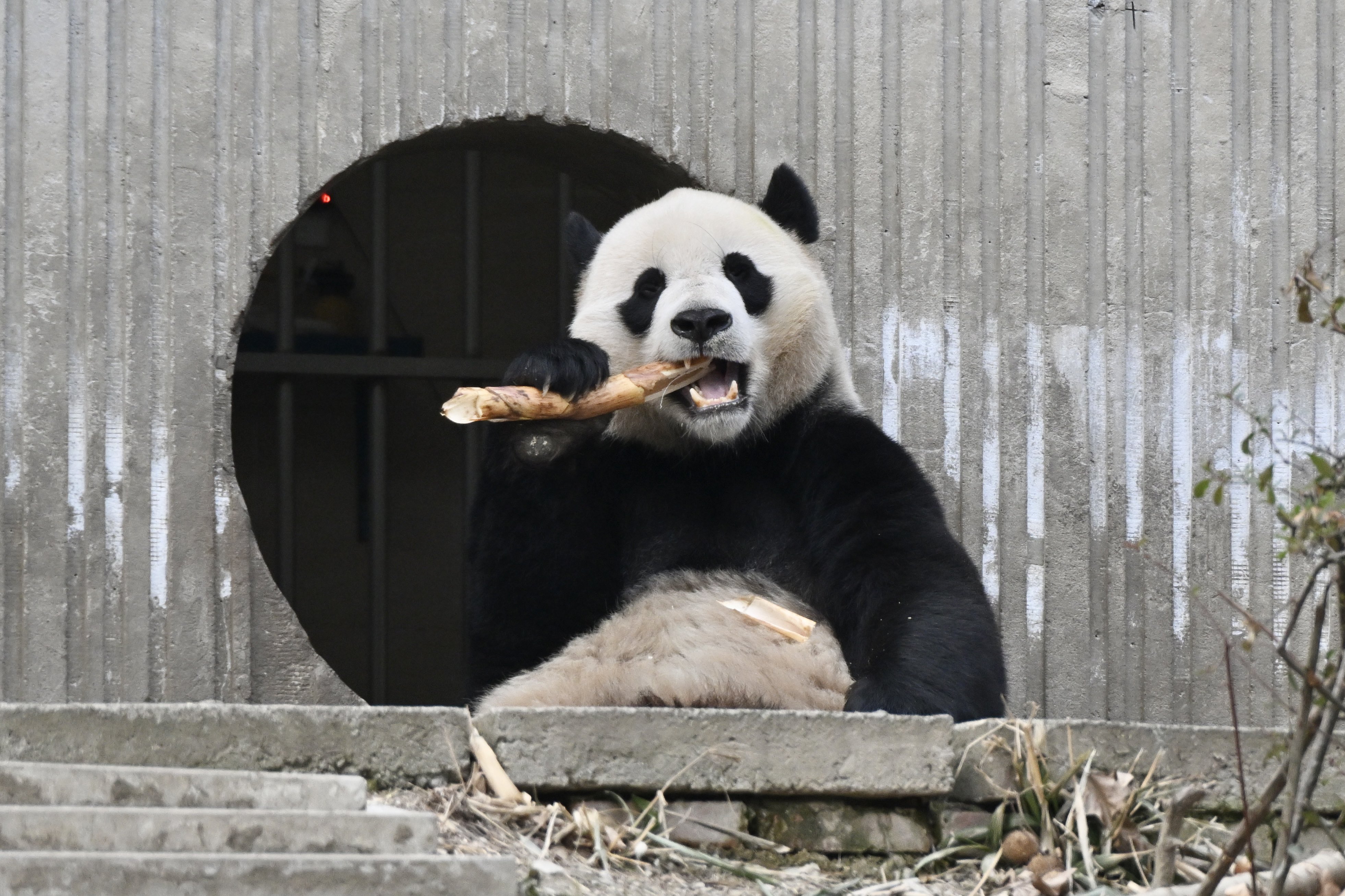 2025/07/23注文分(*」´□`)」f.pandaさんの専用だよー！