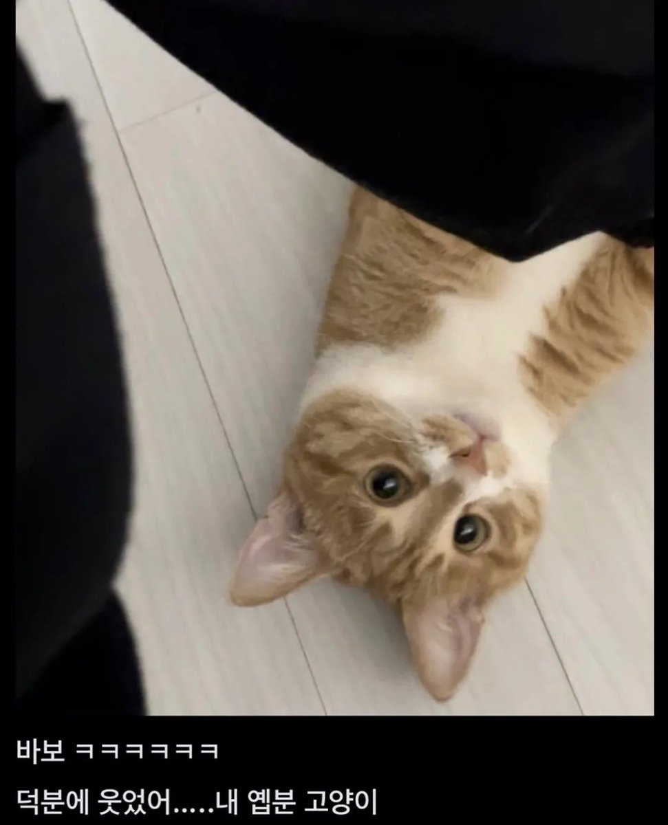 짤주워오는계정 tweet media