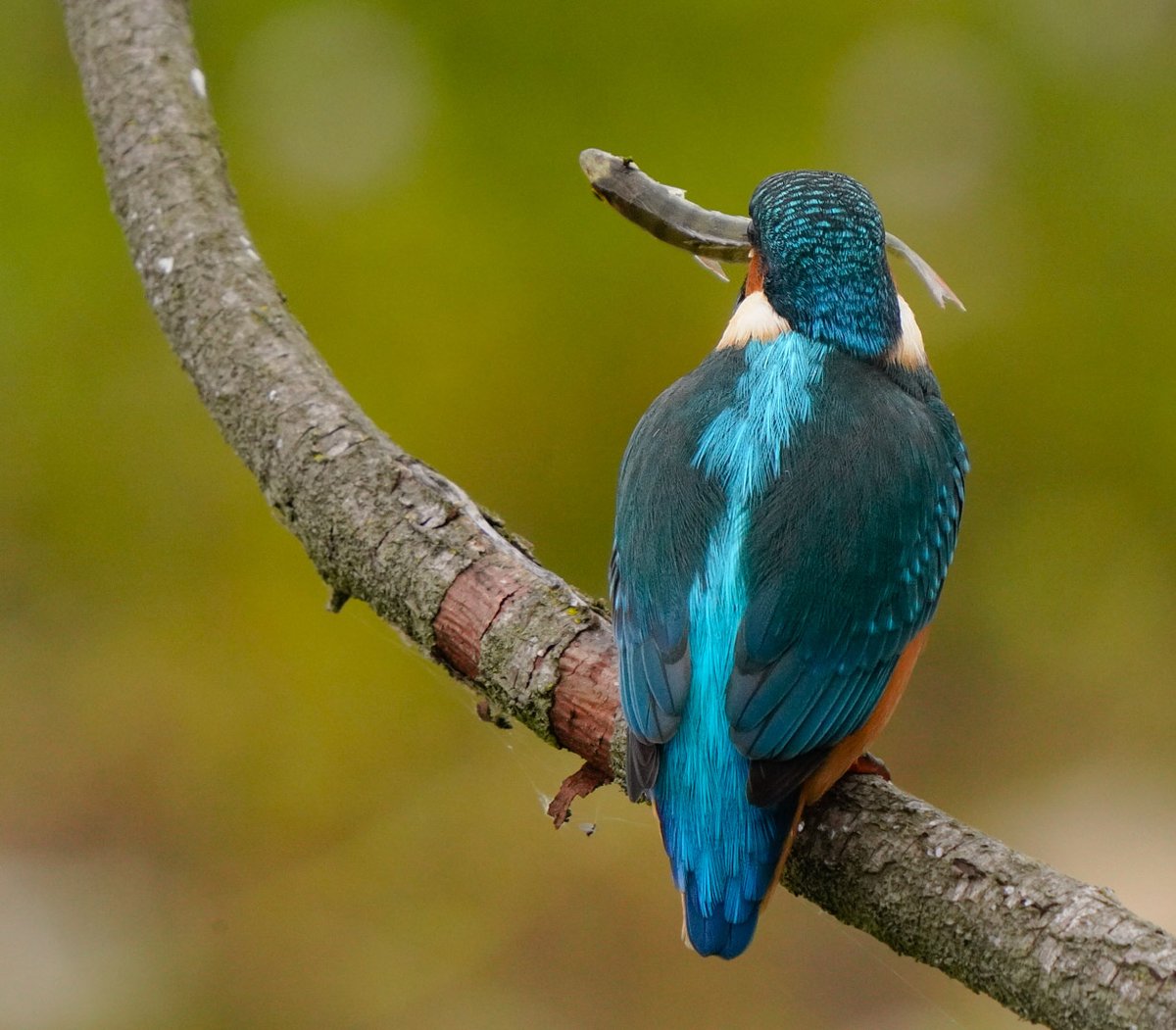 Goedemorgen, ontbijtje op
#dedagkanbeginnen