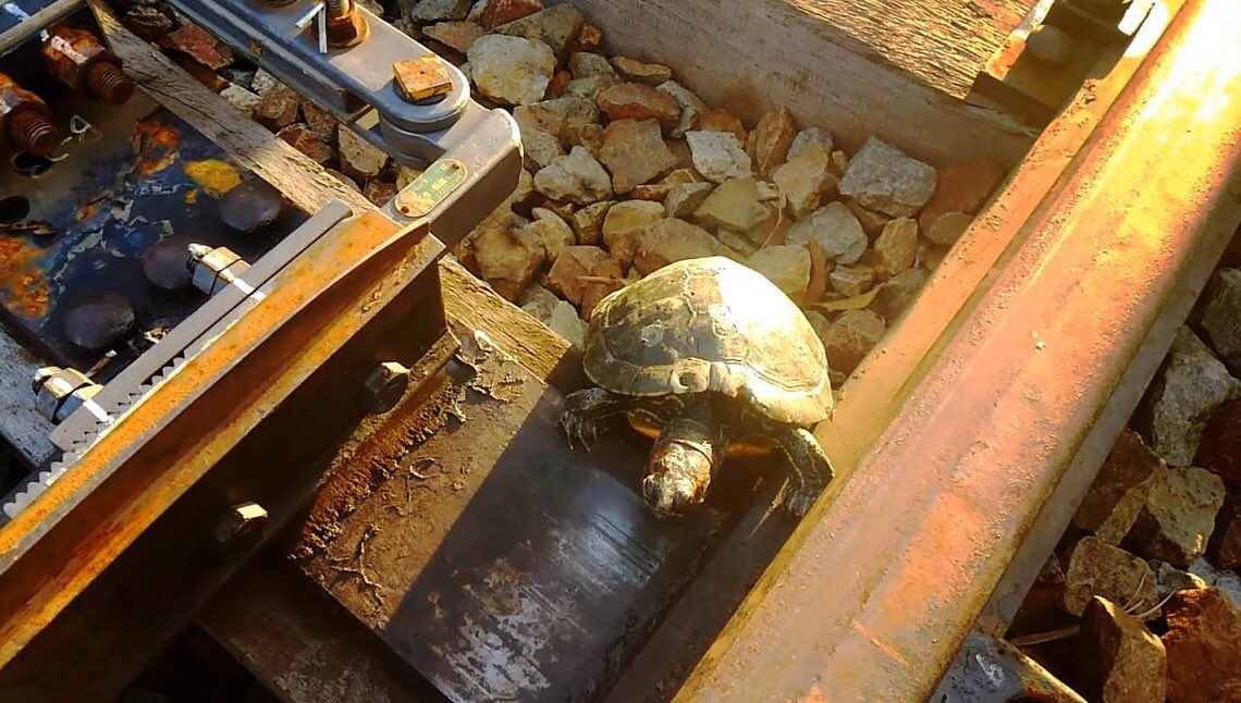 BB27000's tweet photo. Pour éviter que les tortues se bloquent dans les aiguillages, on a créé des Tortunnel. 👍 https://t.co/1EQ0FvoaPH
