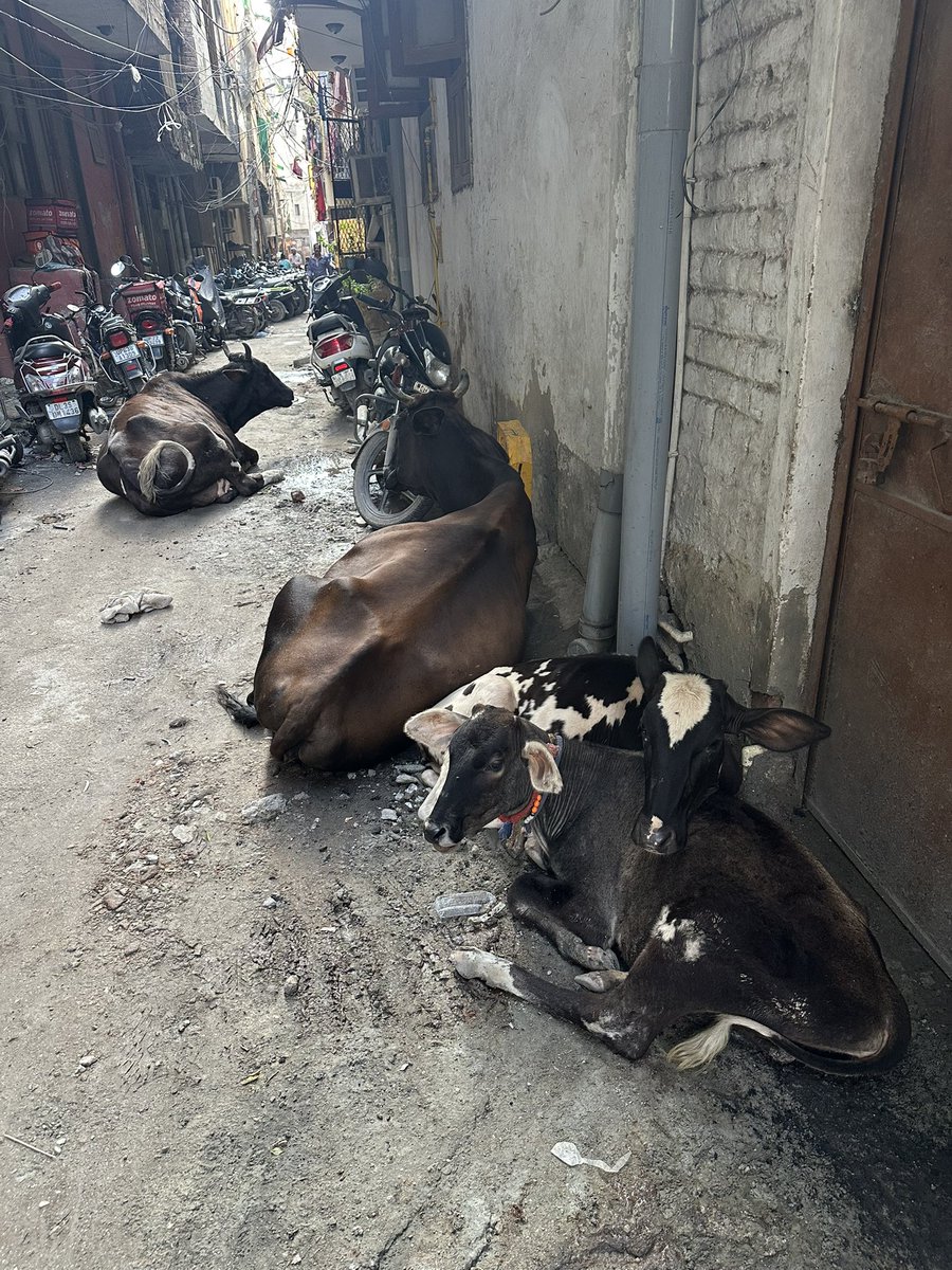 rajasingh098's tweet photo. Every day in Kotla Mubarak Pur (South Delhi) I see cows tied on narrow streets, starving, injured, and left to wander after milking. 💔

They deserve love &amp; care, not cruelty and neglect. 🐄
Their pain is visible, yet ignored.

#Delhi #AnimalRights #YehKarKeDikhao https://t.co/H7sipWnaDB
