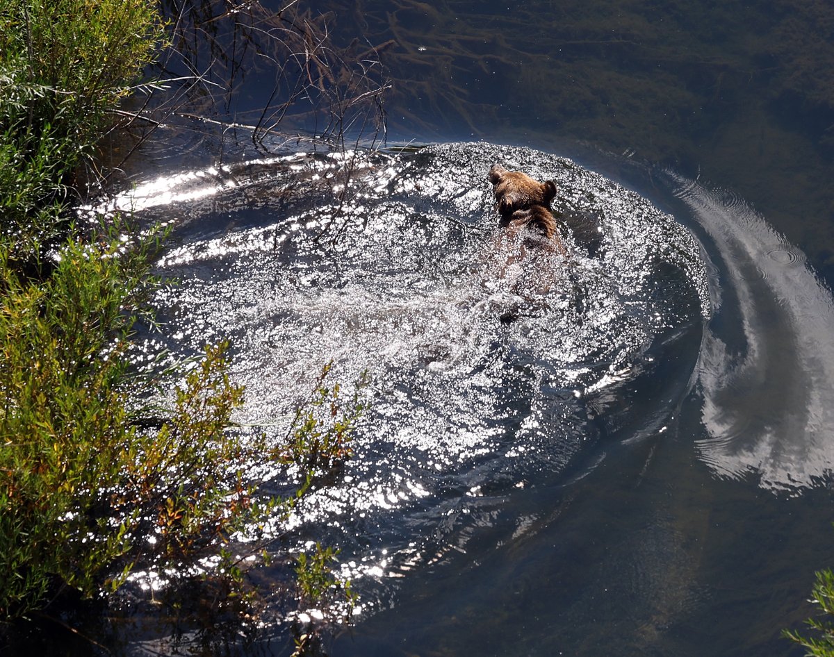 A grizzly bear swims across a creek near Choteau, Montana. FWP Director says a dozen bears were recently seen within a mile of town.