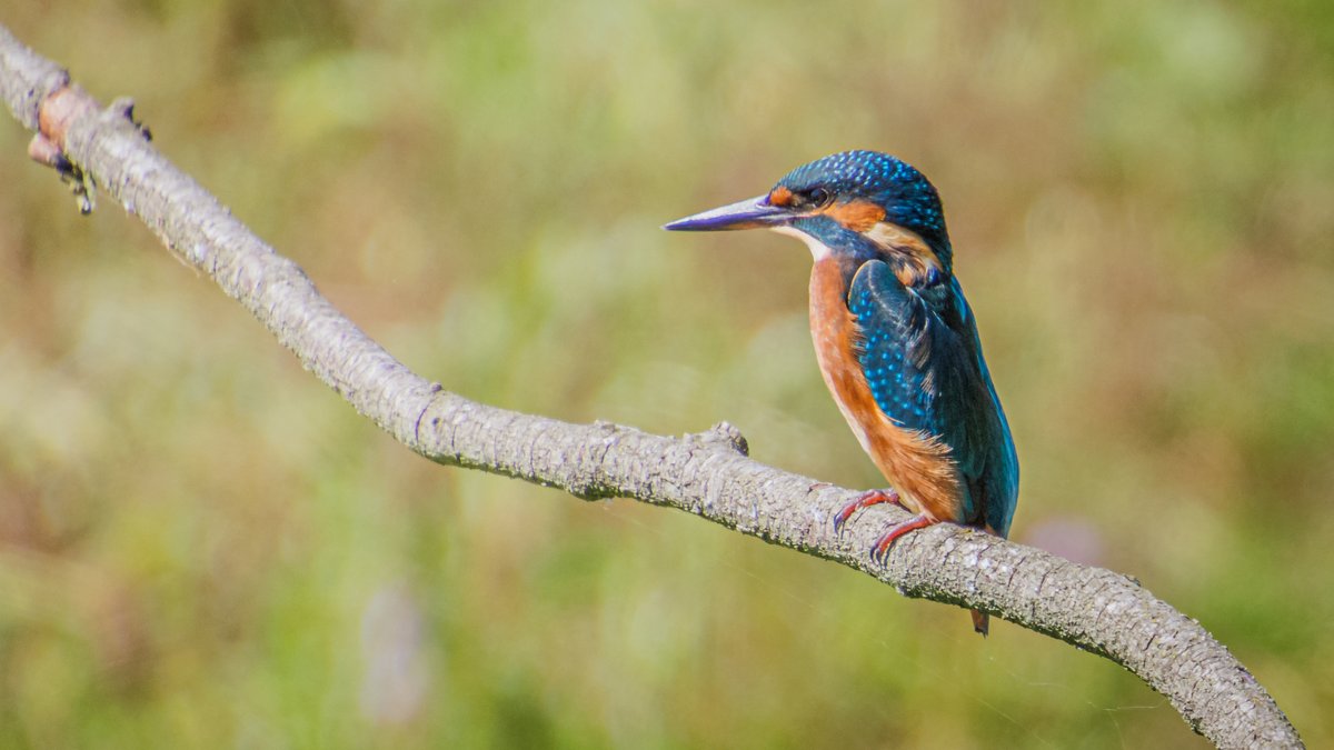 AnnySpoolder's tweet photo. Zo mooi…#ijsvogeltje #spotten https://t.co/0VrqRbvyEY