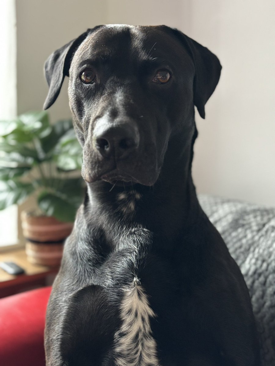 SHADOW_20_20's tweet photo. Good luck to my big brother today! 
He’s just set off to get his exam results 😬
Remember me &amp; mum are always incredibly proud of you! 
We love you so much! 🥰😘🥰
#dogsoftwitter https://t.co/i4NLWrEnrv
