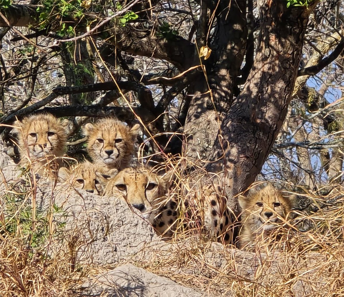 TAMMY AND CUBS UPDATE: Head Curator Linri took these photos showing a contented Tammy with her cubs comfortably lying on a mound and enjoying the view from their larger enclosure. Everyone is doing well, and we will bring more updates soon.